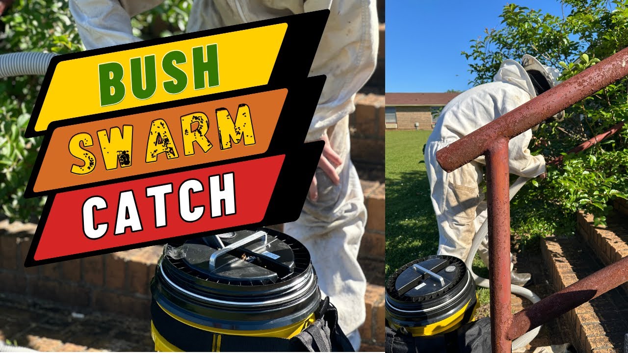 Catching Bush Catching A Swarm From a Bush - YouTube