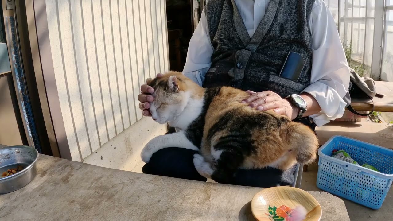思い出のココちゃん231101 #三毛猫 - YouTube
