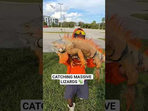CATCHING MASSIVE LIZARDS! #iguana #lizard #fyp
