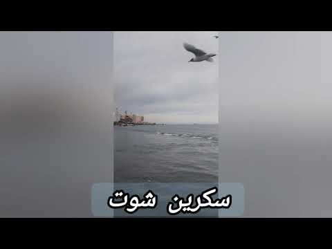 صدفة ياسمين سرقة فلوس الجمعيةإهانةالعرباوى طماع وعينه باكسةعزومةسليم وفهدفى بيت أمونةفرح فى بيت دودو 