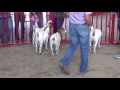 Livestock Judging: Market Goats 6-28-17 Livestock Judging: Market Goats 6-28-17
