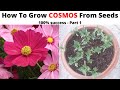 How to Grow Cosmos from Seeds with 100% Success - Part 1! Sow Cosmos