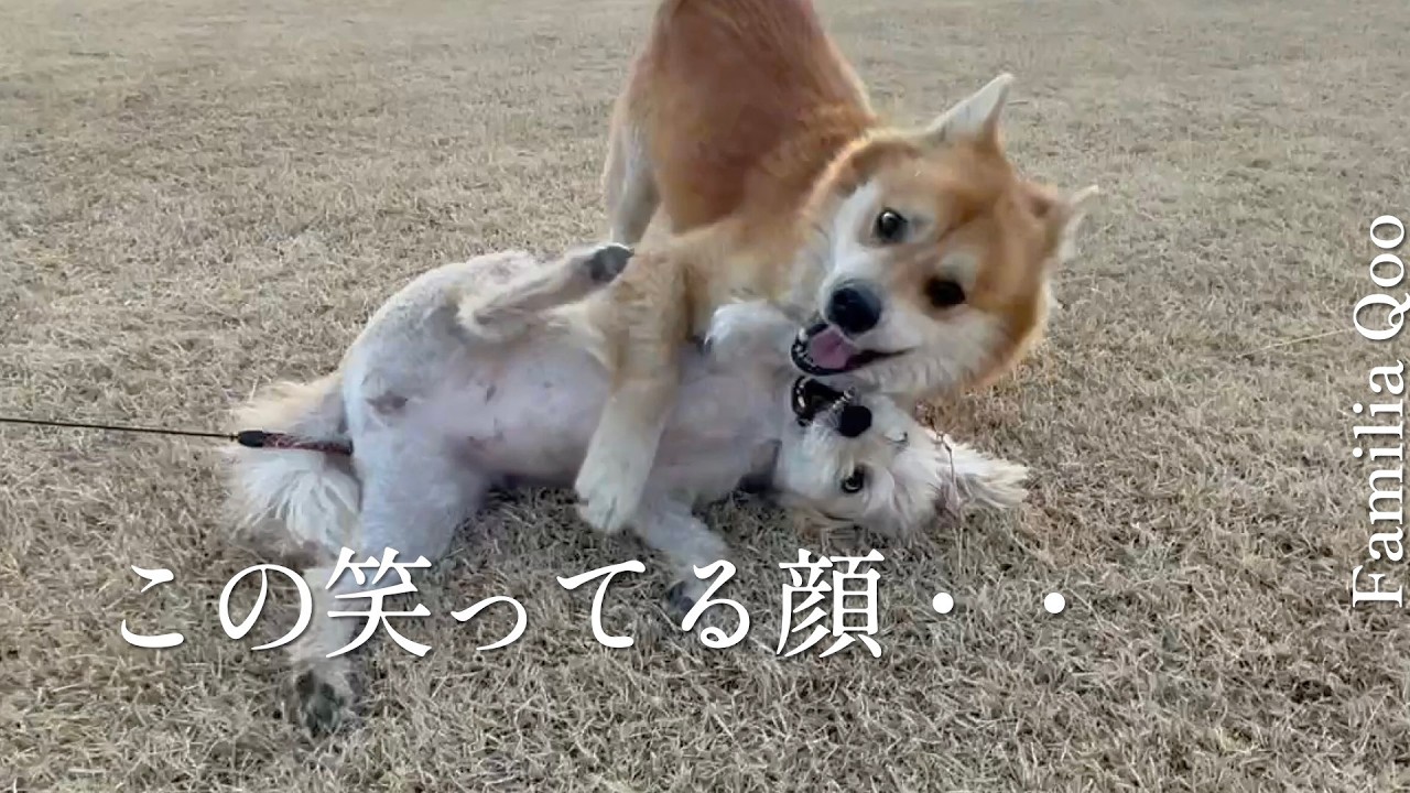 のら犬の笑っている顔をみて!【M.ダックスと近所ののら犬】