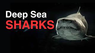 The Deeper You Go, The CREEPIER They Get! Deep Sea Sharks