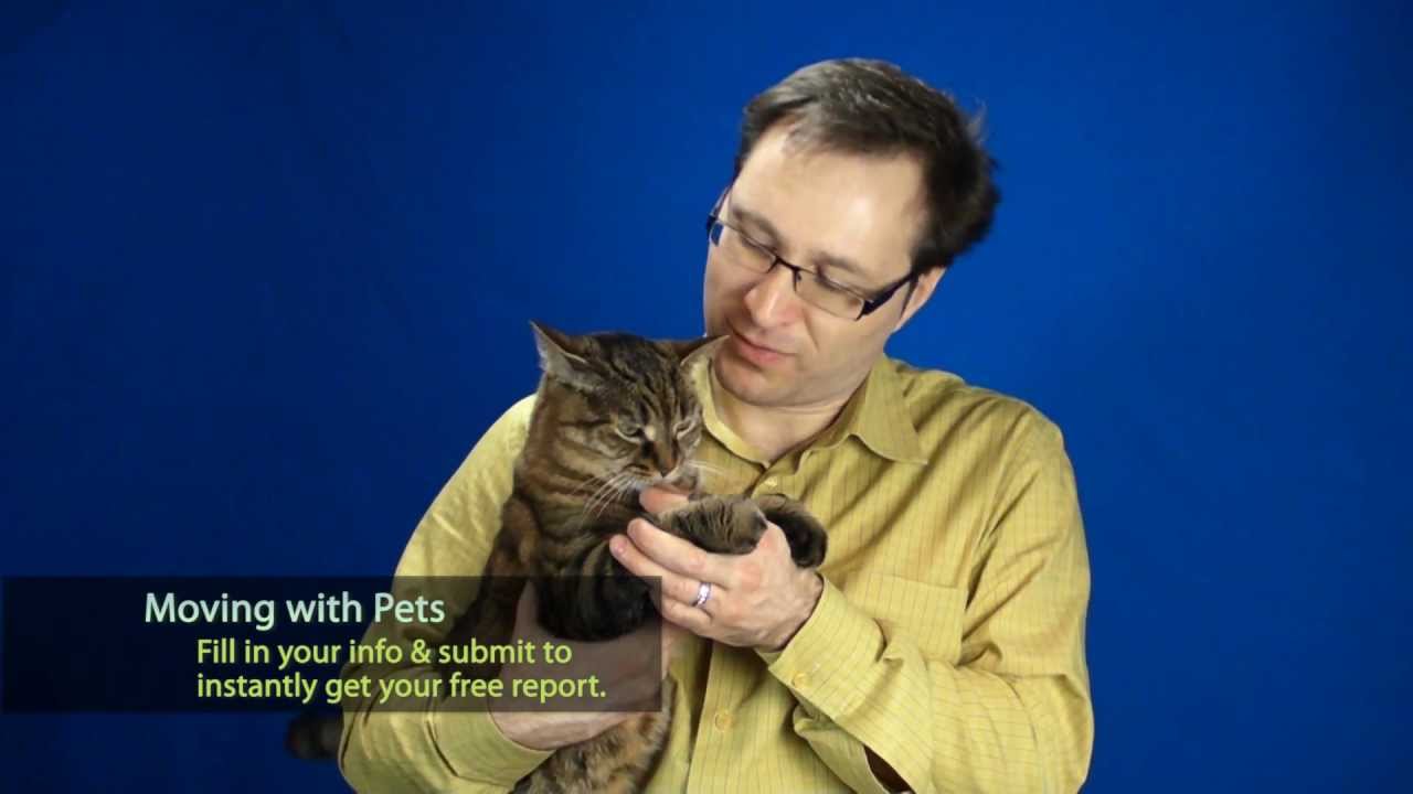 Moving with pets -- safety tips when moving