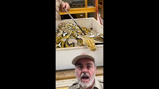 ANGRY MOMMA PYTHON😳
