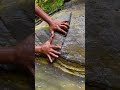 Gold Found Underwater! Hands Pry Open Rocks, Revealing Treasure! #shorts