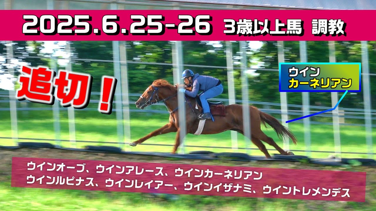 【3歳以上馬　調教】2025.6.25-26【坂路】角馬場、馬装、そして坂路追切！