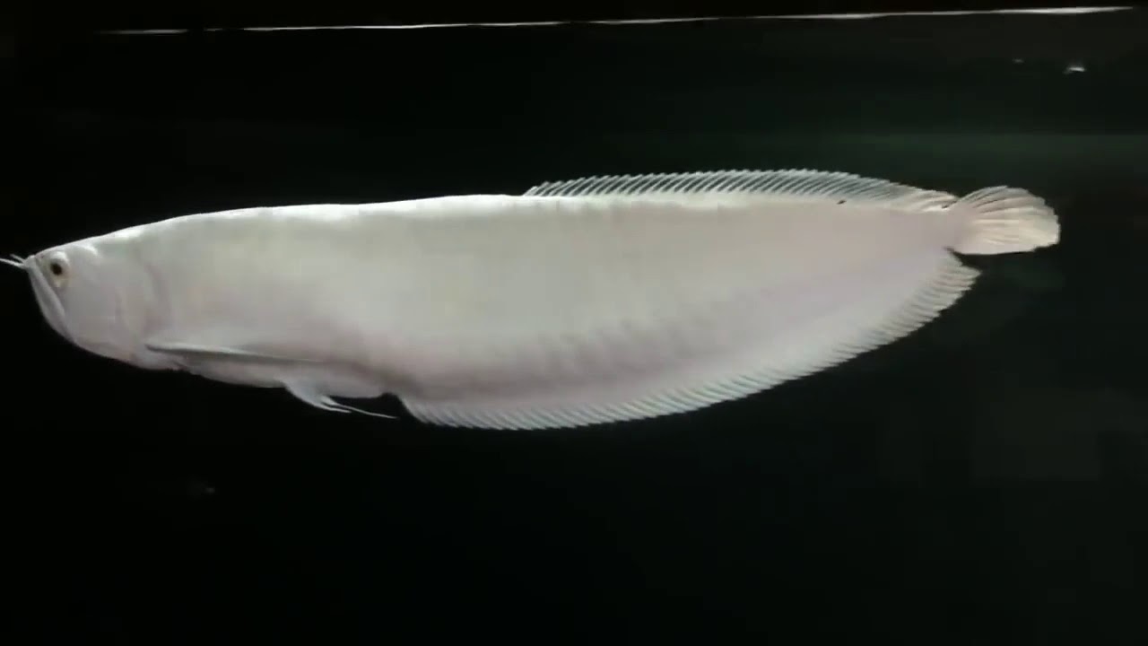Cá Rồng Platinum Là Cá Gì, Cách Nuôi Và Chăm Sóc Như Thế Nào? – Cẩm Nang  Nuôi Trồng Sinh Vật Cảnh