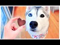 Easy chocolate valentines candies for dogs will my husky approve