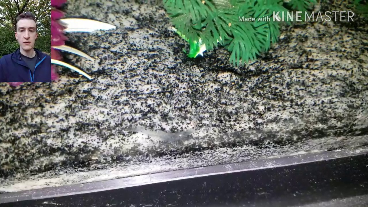 Ghost shrimp basic care