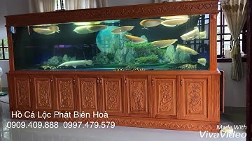 Hồ cá rồng 4m lắp tại nhà chú Trí Vinh Long