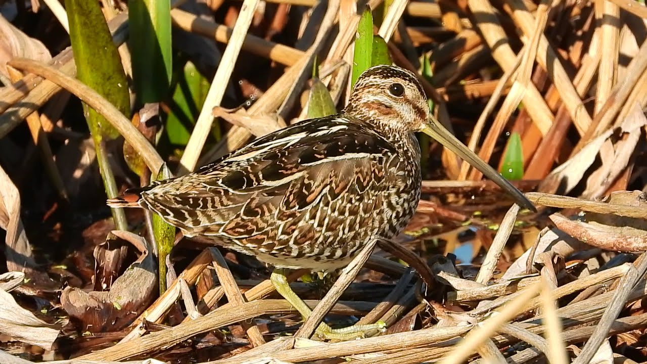 Wilson's Snipe - Pat O'Neil Bird ID's