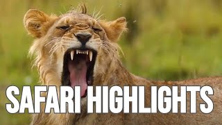Agama Mara Safari Drive - The REAL Wilderness