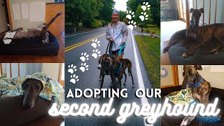 Adopting our Second Greyhound!! Welcome to the family Dibaba! // Episode 108