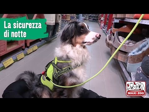 Video: Imodium Per Cani: è Una Buona Idea?