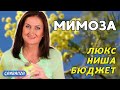 Лучшие ароматы с мимозой  Топ 7 💛