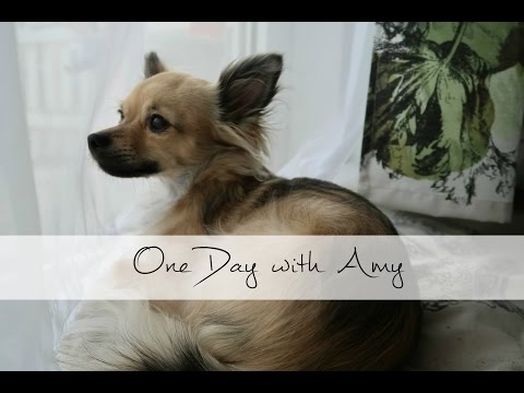 adoptieren-statt-kaufen---one-day-with-amy-van-stinkabell-|-vlog