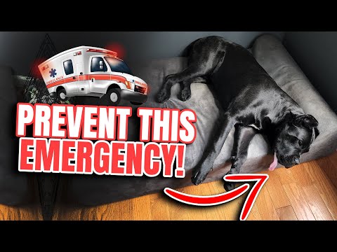 PREVENT this EMERGENCY In Your Cane Corso #heatwave