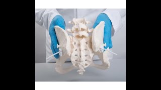 Pelvic and Sacroiliac Joint Special Tests Dr Mohamed Gamal