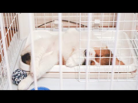 どこでも寝ちゃう子犬のコーイケルホンディエ【シアン様寝相集】