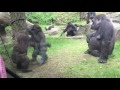 Baby and Mama Gorillas at Bronx Zoo