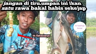 Effective bait for wild catfish, direct fishing test, see the results, make all anglers jealous