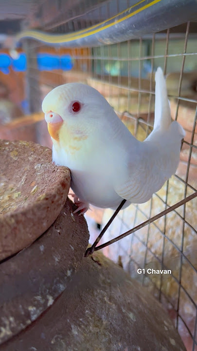 Love Birds’s || Budgies birds 😍 Australian parrot 🐣2026 #budgies