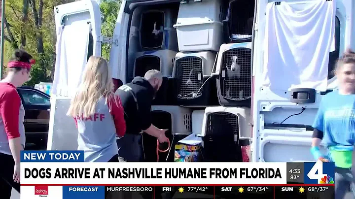 Dogs from Florida arrive at Nashville Humane Association