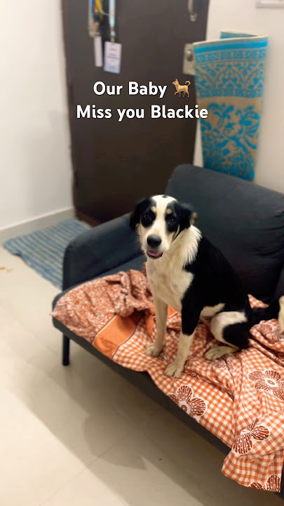 Stranger to Family - Tribute to Blackie