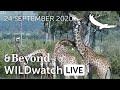 WILDwatch Live | 24 September 2020 | Morning Safari | Africa
