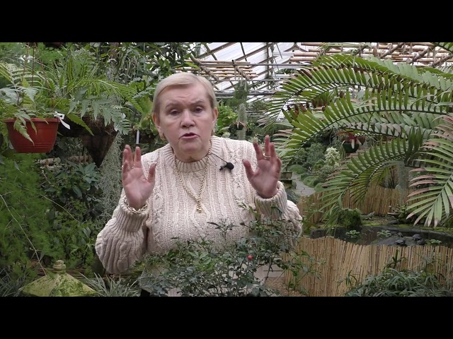 Муррайя — выращивание и уход в домашних условиях.