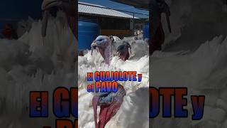 El secreto GUAJOLOTE 🦃 Y PAVO 🦃 SON LO MISMO | Listos para rellenar usted ya tiene el suyo #pavos