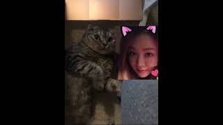 Soba Is Showing You How Cute Is Catcats sobacat soba