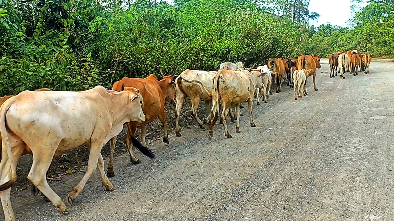 kawanan sapi lembu jinak dan lucu beramai ramai berjalan menuju kebun ...