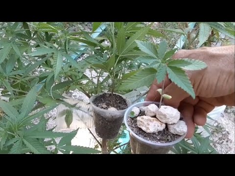 El Exito 💯x💯 Efectivo Clonar En Modo Acodos Aereos, Mejor k Semillas o Esquejes