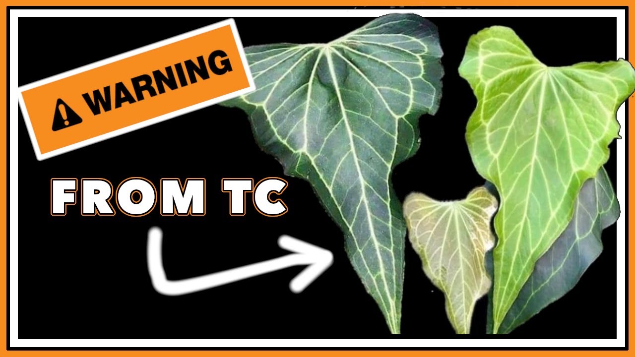 TC Anthurium: Should Tissue Culture Plants be DISCLOSED?