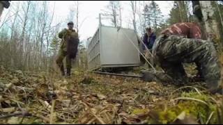 Ormana Salınan Sibirya Kaplanı Böyle Görüntülendi