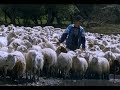 "The Road" - Sheep on the Move in Georgia