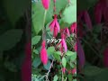 #フクシア#札幌の庭