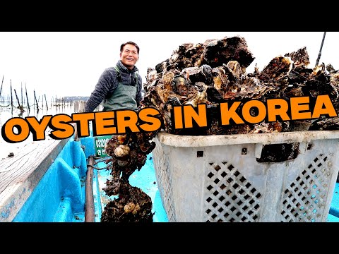 Korean Fire-Grilled Oyster Party!! AMAZING Seafood Feast on the Souther Coast of Korea!