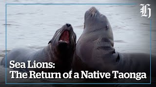 Sea Lions - The Return of a Native Taonga - Frank Film 2024 Episode 2