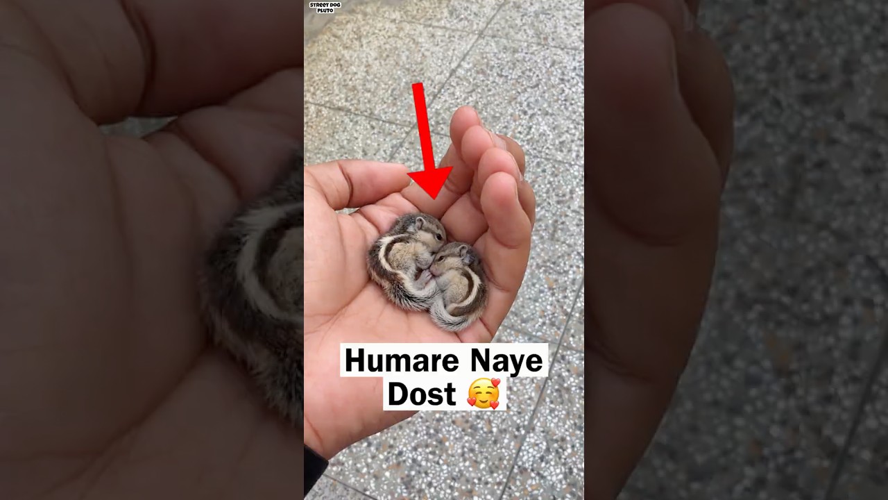 Meet Humare Naye Dost ❤️