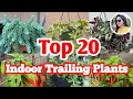 Top 20 indoor trailing plants for hanging basket  best plants for hanging basket  lipsha world