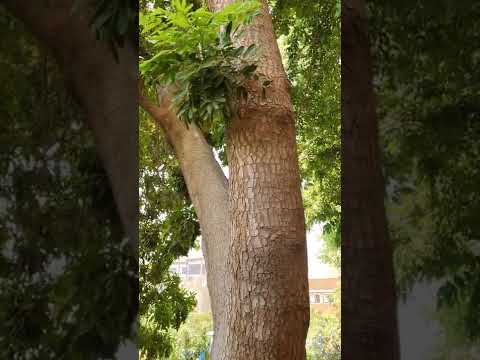 فيديو: ما هو حجم أشجار الماهوجني؟