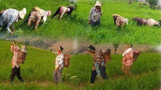 1st Stage Clearing Jhum Cultivation At My Village Longmisa Mokokchung Nagaland Northeast India ||