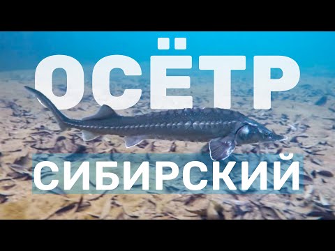 Рыба из красной книги: Осётр Сибирский. Разведение осетра в своём пруду