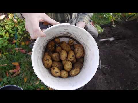 Pěstování brambor v pytli