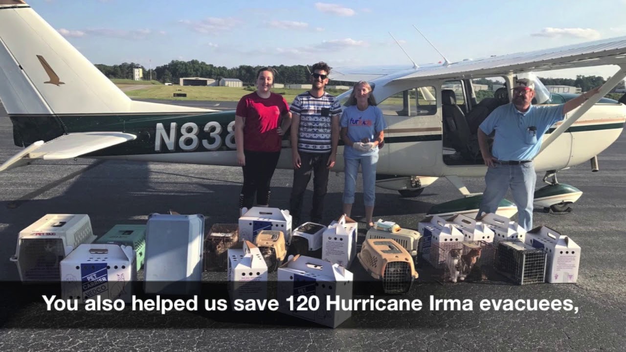 cats inn Join Furkids on GA Gives Day 2017!