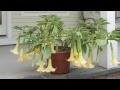Delightfully Fragrant Angel’s Trumpets